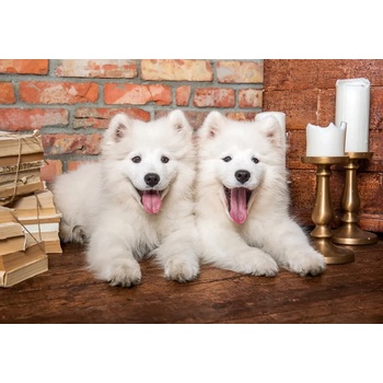 Image 1 of Castorland - Puzzle Samoyed Puppies Say Hello - 1 000 piese