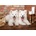 Castorland - Puzzle Samoyed Puppies Say Hello - 1 000 piese