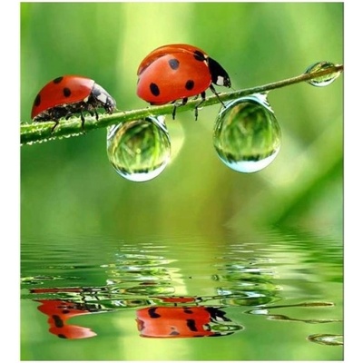 DIMEX ART Флизелинов фототапет калинка 225 x 250 см