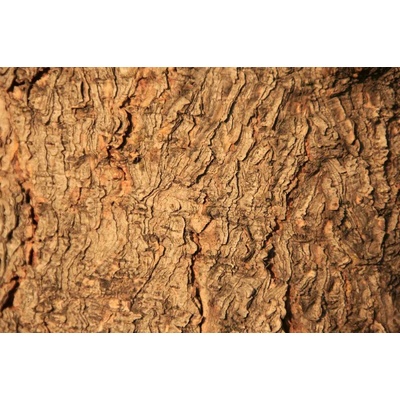 Dimex MS-5-2337 Vliesová fototapeta Textura stromu rozměry 375 x 250 cm