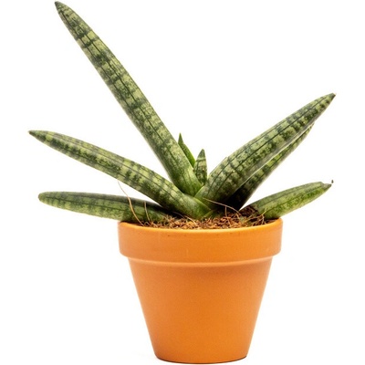 Gardners Sansevieria cylindrica Skyline, průměr 7 cm Sanseveria, Tchýnin jazyk, Tenura