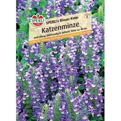 Sperli catnip "Blue Tomcat" Nepeta x faassenii