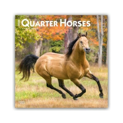 Quarter Horses Quarter Horse 16-Monats 2026