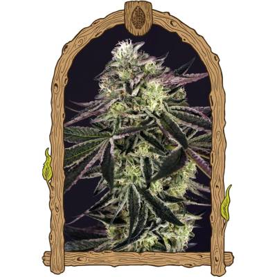 Exotic Seeds Purple Shot semena neobsahují THC 5 ks