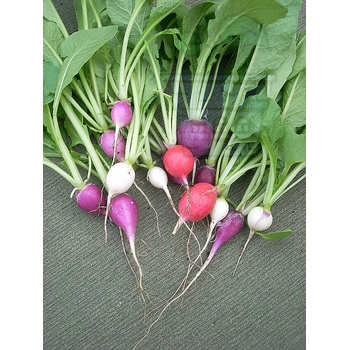 Image 1 of Семена от китайски репички сорт "Магнит" (Magnet F1) 1 gr (237205)