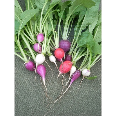 Семена от китайски репички сорт "Магнит" (Magnet F1) 1 gr (237205)