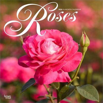 Roses - Rosen 2026 - 16-Monatskalender