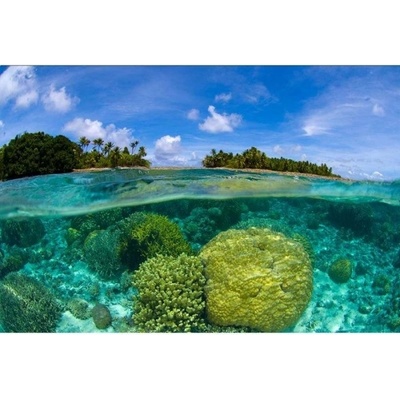 DIMEX ART Флизелинов фототапет коралов риф 375 x 250 см