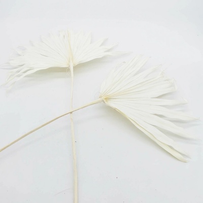 Palm sun spear bleched - 20ks
