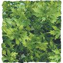 Zoo Med Australian Maple 36 cm