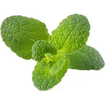 Click and Grow náplň pre smart kvetináče a farmy - Mäta Prieporná 3ks v balení