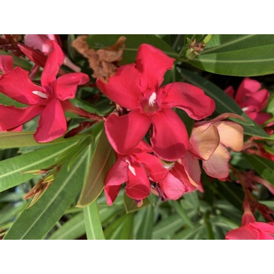 Oleander Evolution Candy, výška 20-30 cm, kvetináč 12 cm