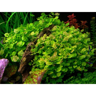 Cardamine lyrata