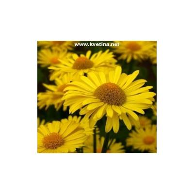 Doronicum orientale /caucasicum/ - Kamzičník