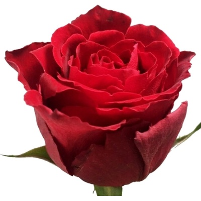 Rudá růže MADAM RED 70cm (XL)