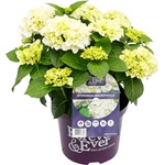 Forever & Ever® Macrophylla White Forever & Ever®
