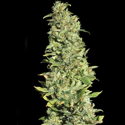 EVA Seeds High Level semienka neobsahujú THC 6 ks