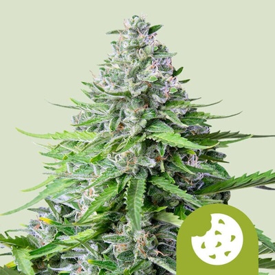 Royal Queen Seeds Royal Cookies Automatic semena neobsahují THC 3 ks