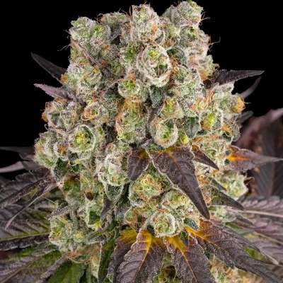 Barney's Farm Purple Punch x Lemon Drizzle semena neobsahují THC 5 ks