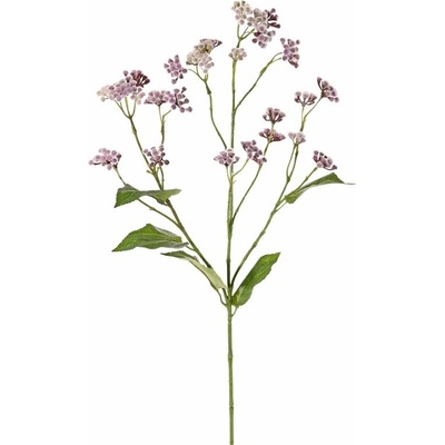 Sadec nachový/Eupatorium, fialové hebké květy, více větviček s listy, 80cm