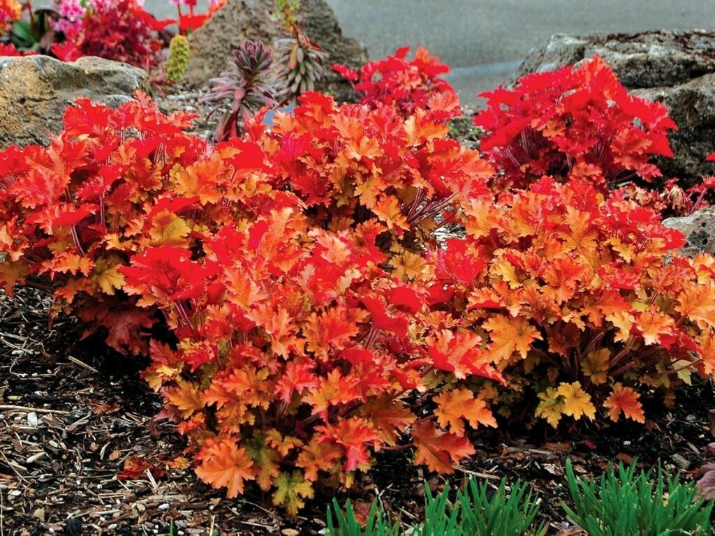 Heuchera Marmalade