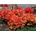 Heuchera Marmalade