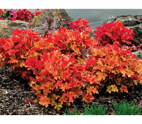 Heuchera Marmalade