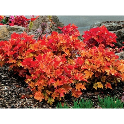 Heuchera Marmalade