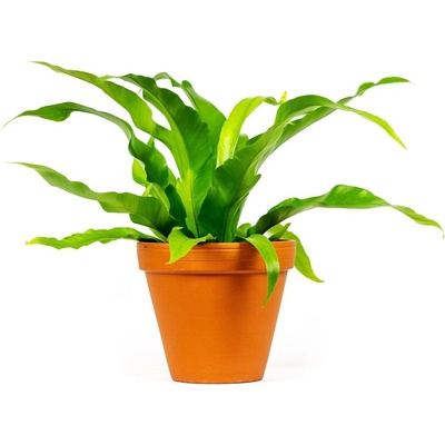 Gardners Asplenium antiquum, průměr 12 cm Sleziník