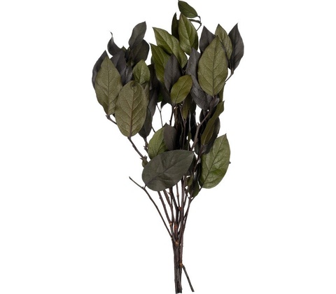 Salal Green - zelená
