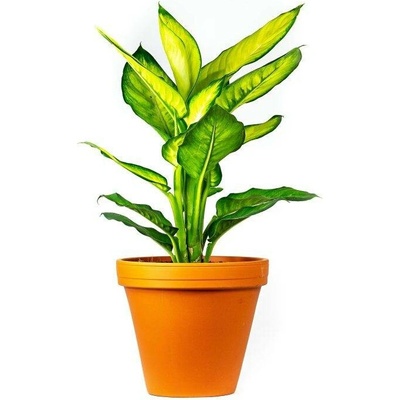 Gardners Dieffenbachia Camilla, průměr 12 cm Difenbachie, mramornatka