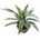 ASPLENIUM 15 listů, 40cm