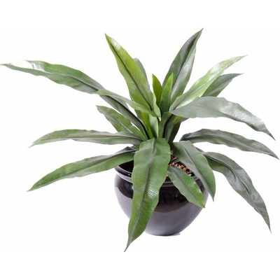 ASPLENIUM 15 listů, 40cm