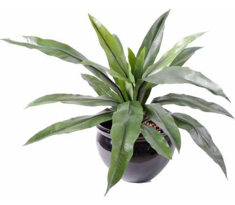 ASPLENIUM 15 listů, 40cm