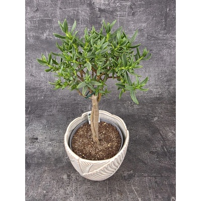 Crassula Tetragona v. Connivens bonsai dužnaté listy