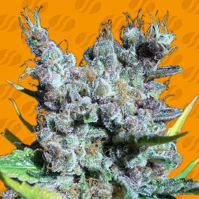 Original Sensible Seeds Runtz Gum semienka neobsahujú THC 50 ks