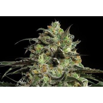 Barney's Farm Peyote Cookies semena neobsahují THC 10 ks