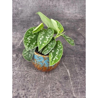 Scindapsus Pictus 'Argyraeus' mini (Šplhavník do polostínu)
