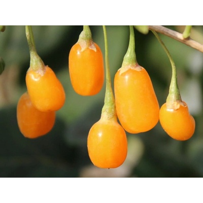 Kustovnica čínska Golden Goji - Goji 40-60cm, kont. 2 l