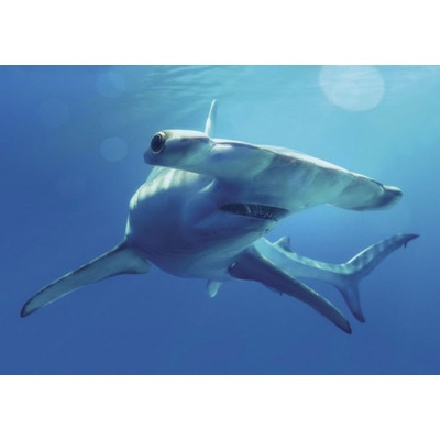 (B) 3D pohľadnica Great hammerhead