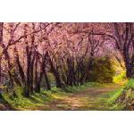 DIMEX ART Флизелинов фототапет розова сакура 375 x 250 см