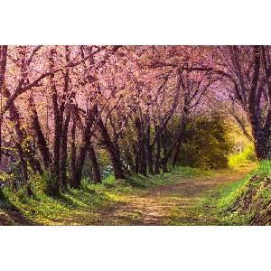 DIMEX ART Флизелинов фототапет розова сакура 375 x 250 см