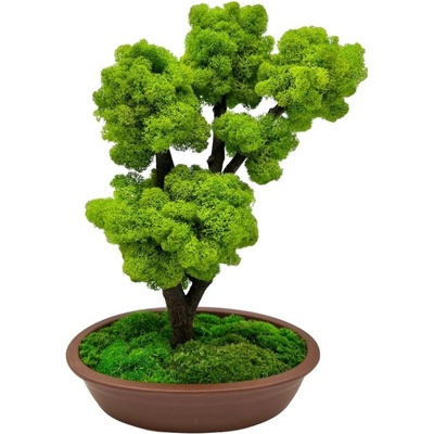 Bonsaj bezúdržbový Brown 35cm