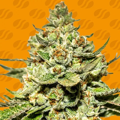 Original Sensible Seeds Jungle Lava semienka neobsahujú THC 10 ks
