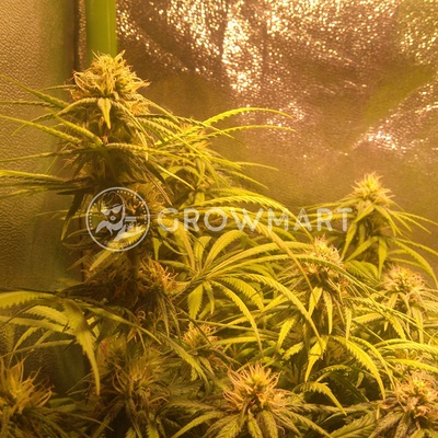 Dutch Passion MAZAR-REGULAR semena neobsahují THC 10Ks