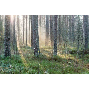 DIMEX ART s. r. o Флизелинов фототапет мъглива сутрин 375 x 250 см