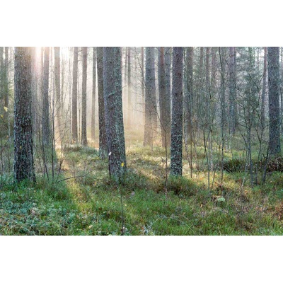 DIMEX ART Флизелинов фототапет мъглива сутрин 375 x 250 см