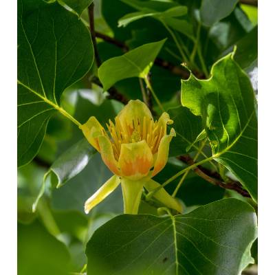 Liliovník tulipánokvětý - Liriodendron tulipifera - prodej semen - 10 ks
