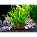 Microsorum pteropus Narrow