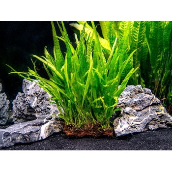 Microsorum pteropus Narrow